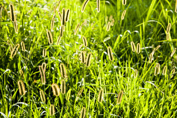 Obraz premium Green&nbsp;foxtail&nbsp;shining.