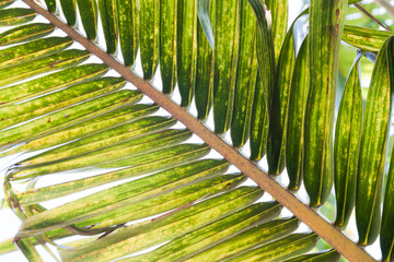Texture of coconut leaves, Nature background