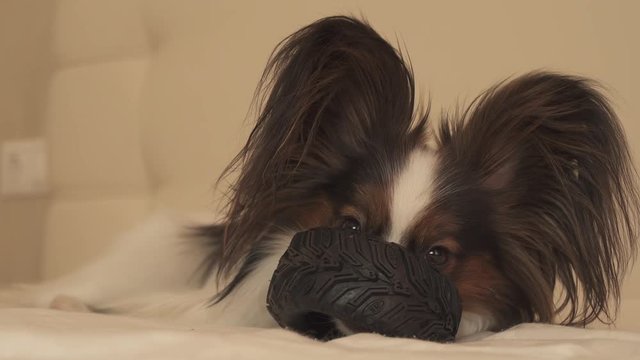 Young dog breeds Papillon Continental Toy Spaniel gnaws rubber tire - a fun tire changer stock footage video