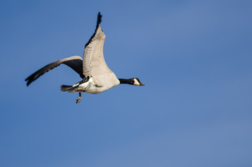 Lone Canada Goose Flying in a Blue Sky