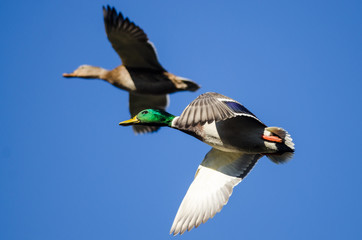 Pair of Mallard Ducks Flying in a Blue Sky