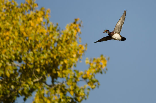 Lone Wood Duck Flying Past an Autumn Tree