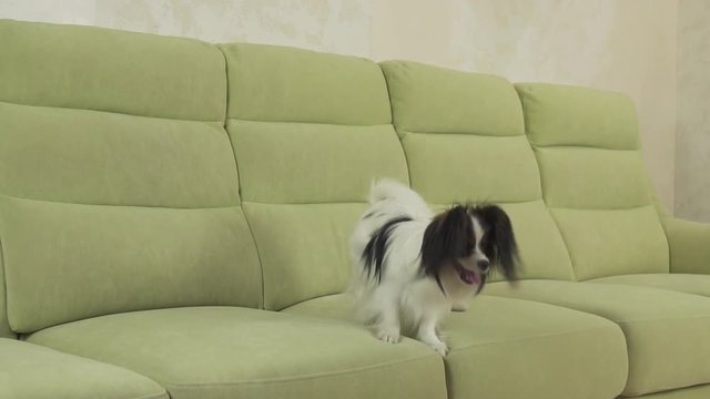 Young dog breeds Papillon Continental Toy Spaniel dog catches big ball and plays slow motion stock footage video