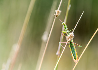Mantis