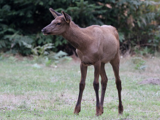 Juvenile Roosevelt Elk