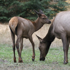 Naklejka na ściany i meble Juvenile Roosevelt Elk with Mom