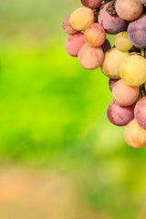 ripe red grapes in vineyard