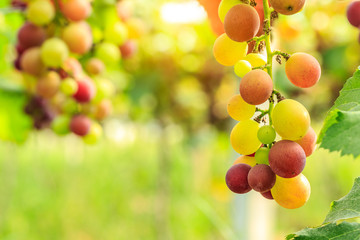 ripe red grapes in vineyard