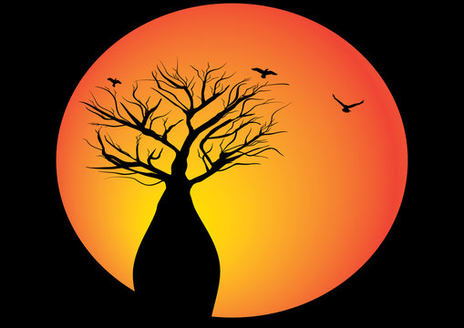 Boab Tree With Moon And Birds