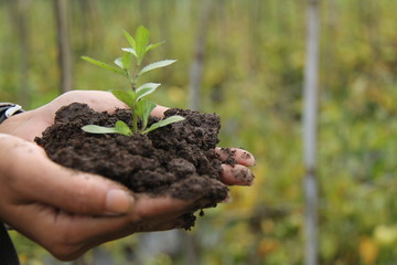 holding plant seeds