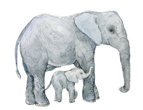 elephant, elephant ,watercolor, animal, fauna, zoo, graphics,cute animals,watercolor animal, watercolor elephant