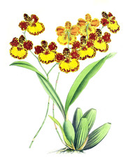 Illustration of a flower.