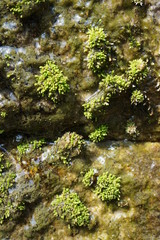 moss on the wall