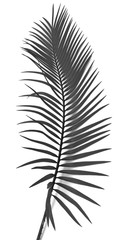 feuille de palmier