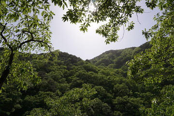 Mountain view with trees