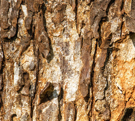 The texture of the bark of the old tree with cracks and faults. Structure of wood. Grunge background