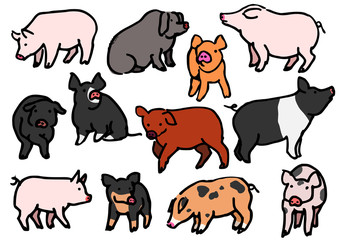 various breeds of pigs