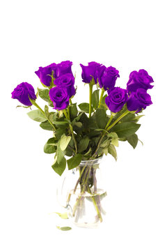 Beautiful Purple Roses on a White Background