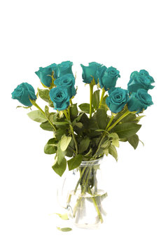 Beautiful Teal Roses on a White Background
