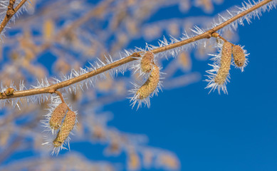 eisblumen