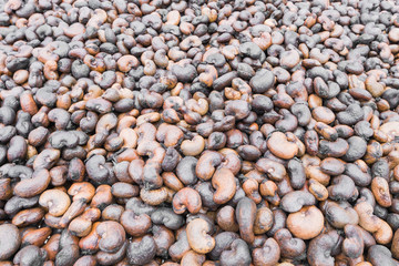 Cashews nuts dried background