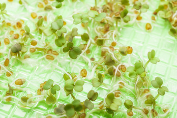 A pattern of sprouts on a green background, micro greens.