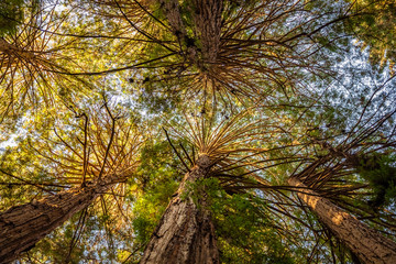 The thick canopy of ancient trees blocks nearly all of the light