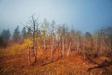 Fototapeta premium Autumn forest