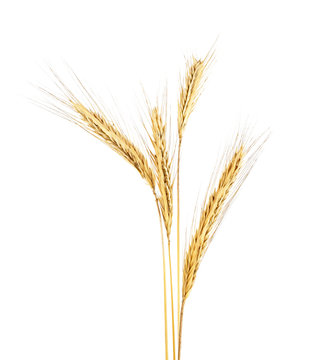 Spike of rye on a white background