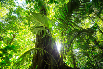 Naklejka premium Jungle in Costa Rica