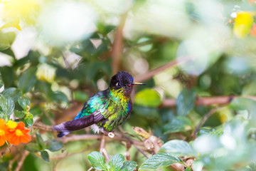 Kolibri