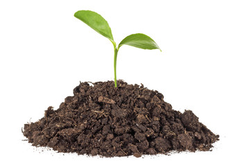 Little green plant grow from soil, white background