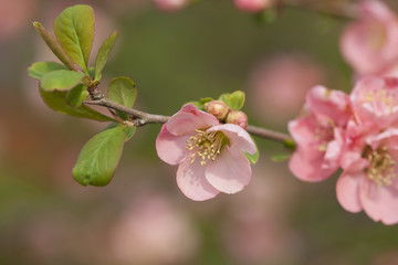 ぼけの花