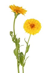Two flowers of calendula isolated on a white background