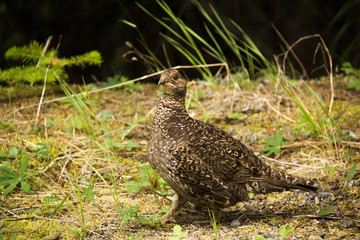 Grouse in the woods