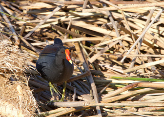 common gallinule (Gallinula galeata),  a bird in the family Rallidae searching through reeds on...