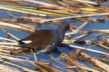 common gallinule (Gallinula galeata),  a bird in the family Rallidae searching through reeds on...