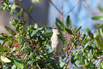 one mockingbird foraging for berries, perched in bush. They are best known for the habit of some species mimicking the songs of other birds and the sounds of insects and amphibians