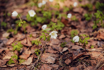 spring landscape: first flowers, forest snowdrops