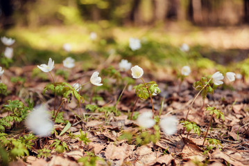 spring landscape: first flowers, forest snowdrops