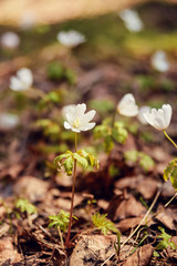 spring landscape: first flowers, forest snowdrops