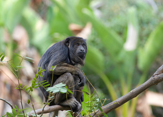 One black howler monkey in a palm tree looking around. Only the adult male is black; adult females and juveniles of both genders are overall whitish to yellowish-buff