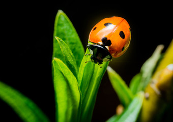 Ladybug macro photo