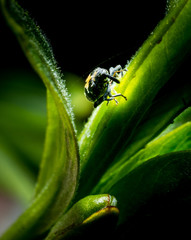 Fototapeta premium Litlle bug on leaf