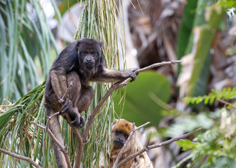 One black howler monkey in a palm tree looking around. Only the adult male is black; adult females and juveniles of both genders are overall whitish to yellowish-buff