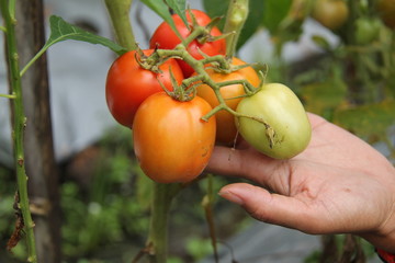 hand holding tomatoes