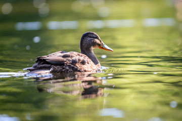 The mallard or wild duck