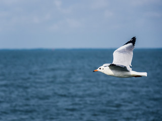 Seagull flying
