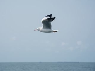 Seagull flying