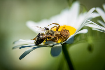 Spider on daisy
